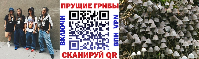 Псилоцибиновые грибы Cubensis купить закладку Суздаль
